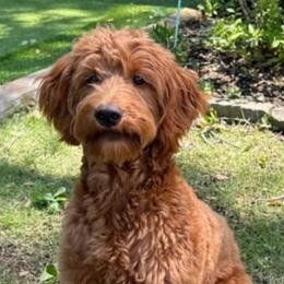 Bernedoodle and Goldendoodle All Grown Up from Gracie's Goldendoodles and Bernedoodles