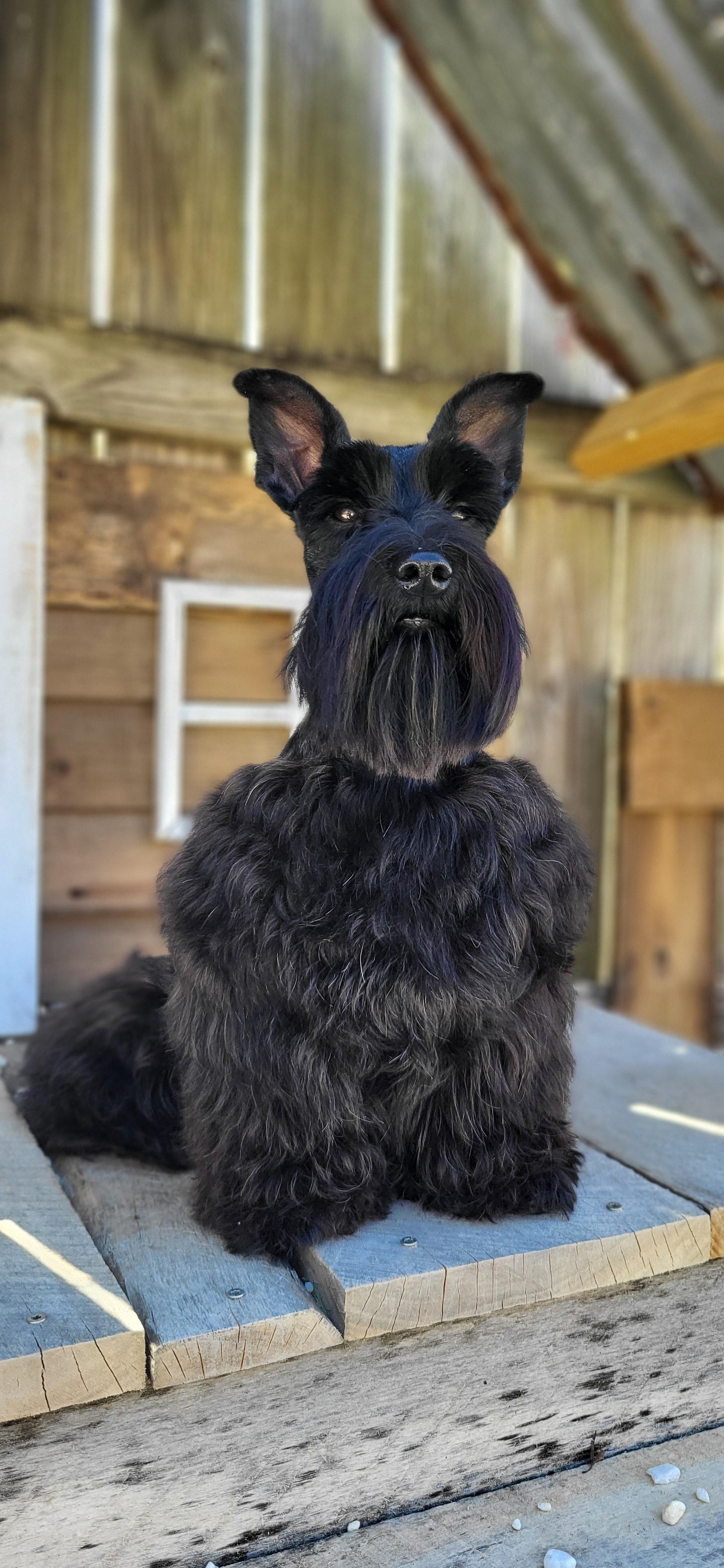 Diesel