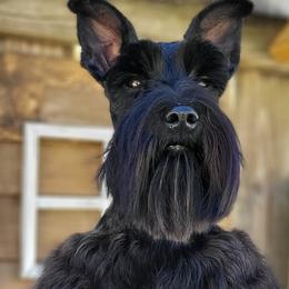 Diesel - Miniature Schnauzer