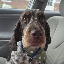 Roxy - English Springer Spaniel