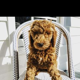 Goldendoodle Puppies from Heartshine Doodles