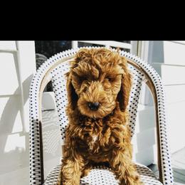 Goldendoodle Puppies from Heartshine Doodles