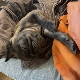 "Litter 2022" Pug Puppies from Tanori Kennels