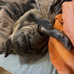 "Litter 2022" Pug Puppies from Tanori Kennels