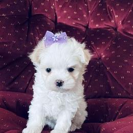 Maltese Puppies from Rockin Rivers AKC Maltese & Malshi's