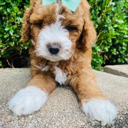 Betsy - Red female Cavapoo puppy in Nixa, Missouri from Davis Family Doodles