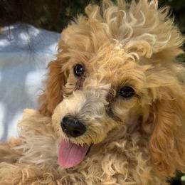 Corbin - Parti male Poodle puppy in Florence County, South Carolina from Modern Family Standards