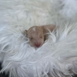 Geno - Cream male Poodle puppy in Allentown, Pennsylvania from Poodles Are Mixy