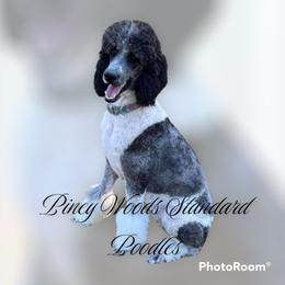 JoJo - Poodle