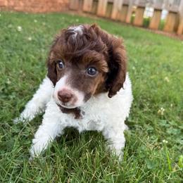 Mauve collar - Phantom female Poodle puppy in Huntsville, Alabama from Flint River Poodles