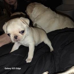 Mila (Purple collar) - White female Pug puppy in Spokane, Washington from Kapelac's Royal Pugs