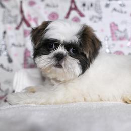 Camille - Black and white female Shih Tzu puppy in Montrose, Colorado from Nana's Happy Pups