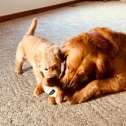 Bernese Mountain Dogs and Golden Retrievers from J & J Meadows
