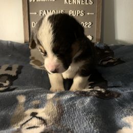 American Corgi Puppies from Mac-Kuz Kennels