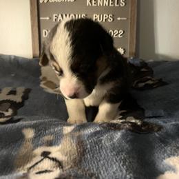 American Corgi Puppies from Mac-Kuz Kennels