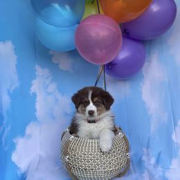 Australian Shepherd Puppies from Trilogy Australian Shepherds