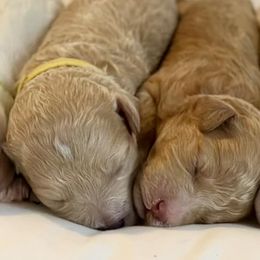 Cavapoos from North Georgia Cavapoos
