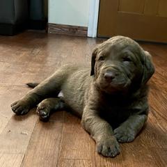 Chesapeake Bay Retriever Puppies from Hickory Creek Chesapeakes