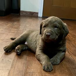 Chesapeake Bay Retriever Puppies from Hickory Creek Chesapeakes
