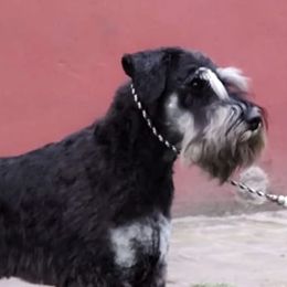 Miniature Schnauzers from Shalom Miniature Schnauzers