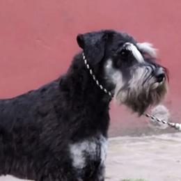 Miniature Schnauzers from Shalom Miniature Schnauzers