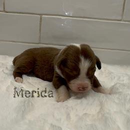 Merida - Red tri-color female Australian Shepherd puppy in Zephyrhills, Florida from Highland Shelties & Aussies