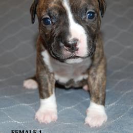 Female 1 - Brown brindle female American Staffordshire Terrier puppy in Ninety Six, South Carolina from Emerald Creek Kennel