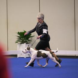 River - American Staffordshire Terrier