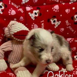 Oakley - Blue merle white and tan male Shetland Sheepdog puppy in Idaho from Bellissimo Shelties