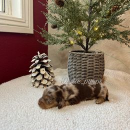 Boy 2 - Dapple male Dachshund puppy in Perris, California from Doxie_pupps