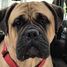 Brianna  - Bullmastiff