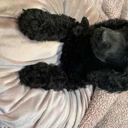 Goldendoodle and Poodle Puppies from Heartland Poodles and Doodles