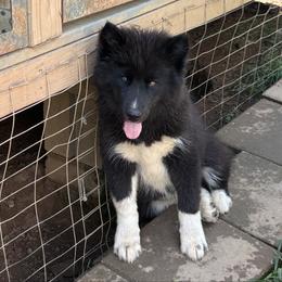 Purple - Black female Siberian Husky puppy in Jonesborough, Tennessee from Dry Creek Siberians