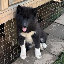 Purple - Black female Siberian Husky puppy in Jonesborough, Tennessee from Dry Creek Siberians