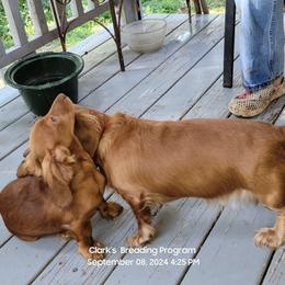 Dachshund Puppies from CLARK'S BREEDING PROGRAM