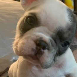 French Bulldogs from Bucktown Bullies