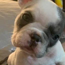 French Bulldogs from Bucktown Bullies