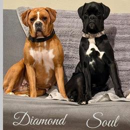 Boxer puppies from Vincent's Pride Boxers ~ Dudley's Dream Boxers