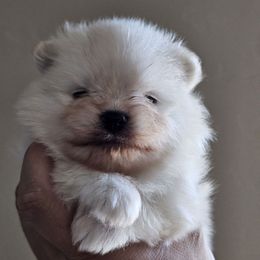 Boy 1 - Cream male Pomeranian puppy in Visalia, California from J-Pom Lee's