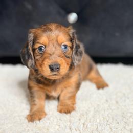 Nino - Dapple male Dachshund puppy in Palmetto Bay, Florida from Rightous Way Kennel