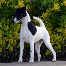 Irish - Smooth Fox Terrier