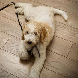 Goldendoodle All Grown Up from Wonderfuldoodles.com