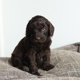 White - Chocolate male Australian Labradoodle puppy in Williamstown, New York from Lewis Manor Labradoodles