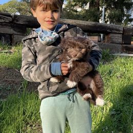 Havanese Puppies from Happy Havanese Gems
