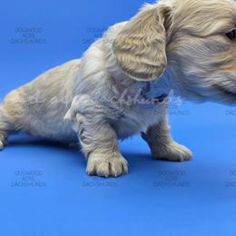 Dachshund Puppies from Dogwood Acre Dachshunds