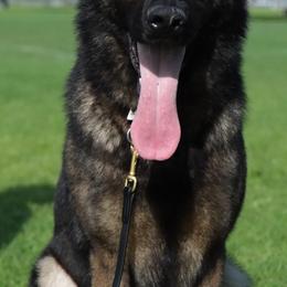 German Shepherds from Your Next Puppy