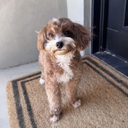 Birdie - Goldendoodle