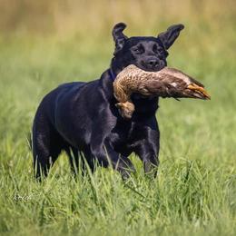Karma - Labrador Retriever