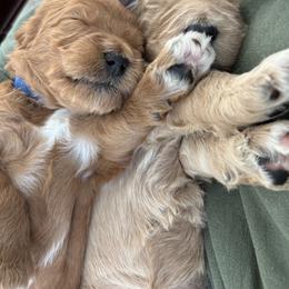 Goldendoodle Puppies from Old Line Doodles