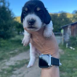 Havarti - Piebald female Dachshund puppy in Rogue River, Oregon from Bear Feet Dachshunds